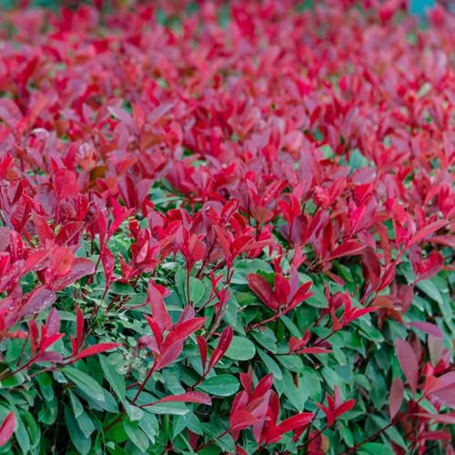 Semi di Red Robin - decorazione da giardino resistenti balcone esotiche 600pcs