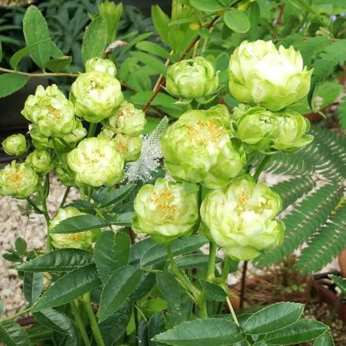 semillas de rosal - exótico regalos para jardineros Decoraciones de jardín para exteriores orgánico semillas silvestres balcón invernaderos balcón lugares soleados 120pcs