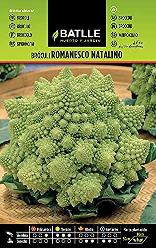 Broculi ROMANESCO NATALINO