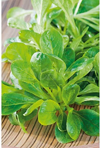 Semillas aromáticas - Canónigos (Valerianella locusta) - Mascarell