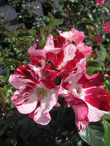 Rosa Simsalabim ® - Kleinstrauchrose Simsalabim ® - Kordes Rosen - ADR Rose