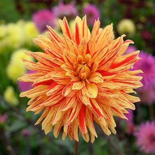 Dahlie Striped Vulcan | 1 Stück | Knolle | Gelb | Orange | Rot | 100% Blütegarantie | QFB Gardening