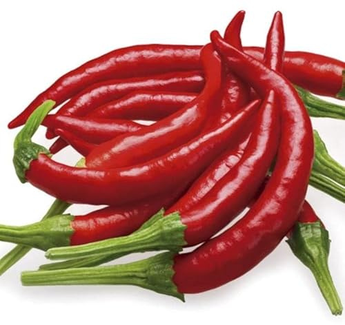 Pepper Joe’s Chile De Arbol Pepper Seeds ­­­­­– Pack of 10+ Hot Chili Pepper Seeds – USA Grown ­– Premium Non-GMO Bird’s Beak Chile Seeds for Planting in Your Garden
