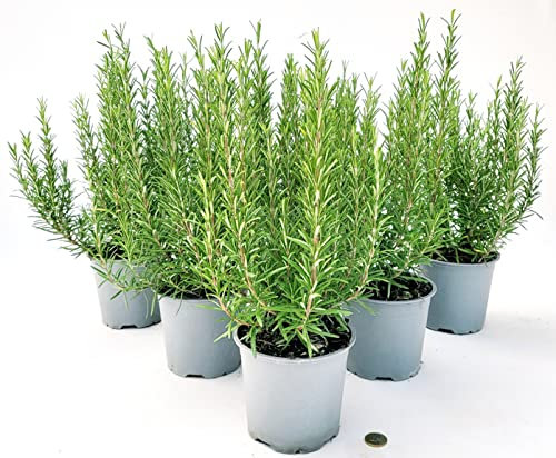 POWERS TO FLOWERS - ROSMARINO BIO 6 PIANTE, vaso 14cm, piante vere