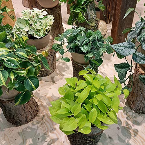 Houseplant Epipremnum Mixed Pothos Ceylon Creeper Devil's Ivy Scindapsus aureus Tender Perennial Grow Your Own Indoor Jungle Foliage Potted Plants in 15cm Hanging Pots by Thompson and Morgan (3)