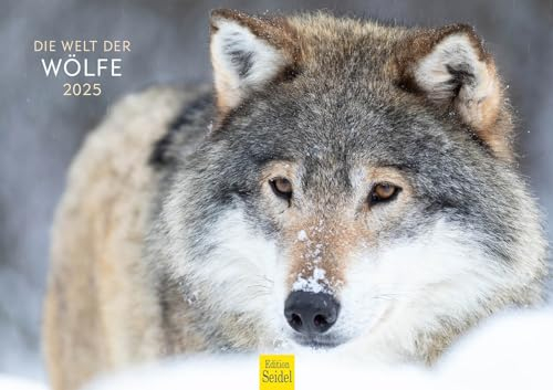 Edition Seidel Premium Kalender Die Welt der Wölfe 2025 Format DIN A3 Wandkalender Tierkalender Tiere Wildtiere Rudel Wolf Wald Natur