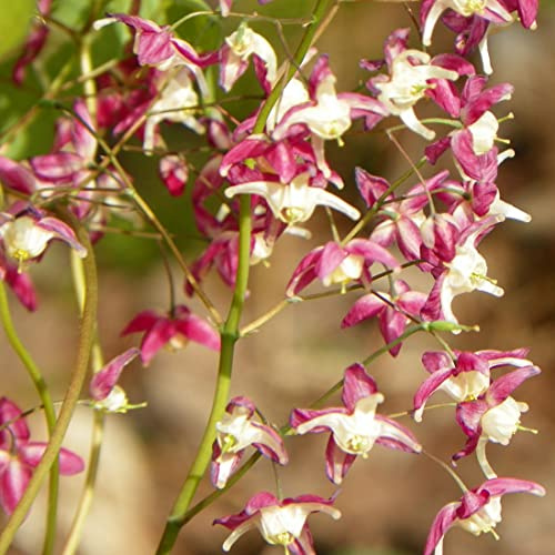 6 x Elfenblume Red Beauty - Epimedium Grandiflorum 'Red Beauty' Topf 9x9cm: Rote Blüten, ideal für schattige Bereiche, wintergrün, pflegeleicht.