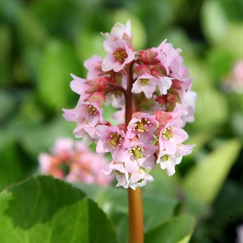 Plant Theory 9cm Pot Bergenia Baby Doll Elephants Ears Perennial