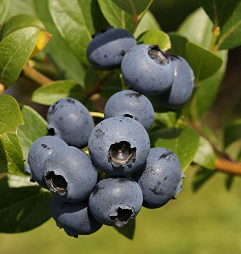 Hochstamm Heidelbeere Bluecrop 60-80cm - Vaccinium corymbosum - lebende Gartenpflanze aus den Baumschulen