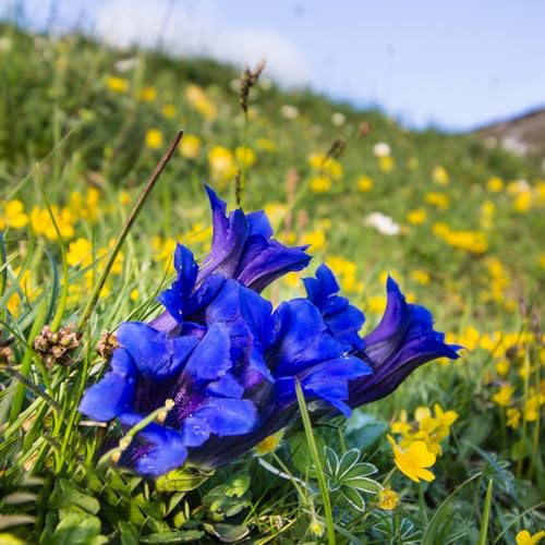 Enzian wildblumen balkonblumen blumendeko pflanzensamen exotisch winterharte stauden für pralle sonne blumensamen balkon balkonpflanzen gartensamen blumenwiesensaat dekopflanzen 150samen