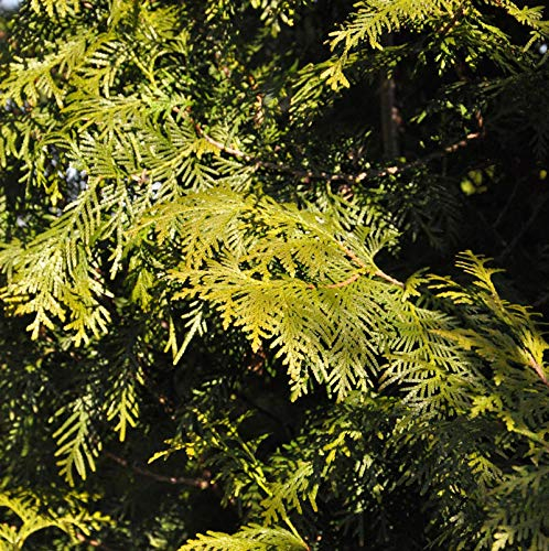 Lebensbaum Brabant 125-150cm - Thuja occidentalis - lebende Gartenpflanze aus den Baumschulen