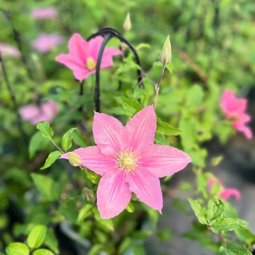 clematis, exotische clematis florida, blumensamen gastgeschenk gartenpflanzen für draußen schnellwachsende kletterpflanzen herbstblumen winterhart 180pcs