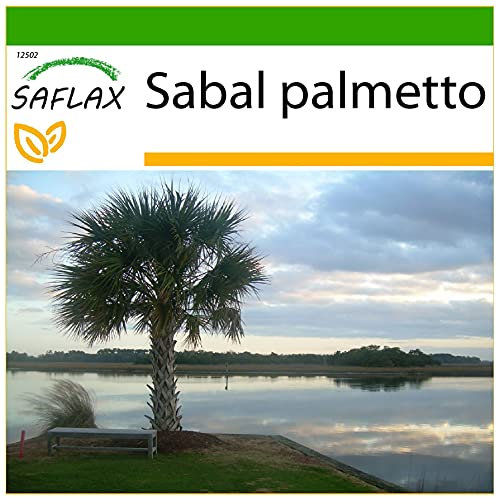 SAFLAX - Palmetto Palm - 8 Seeds - with Soil - Sabal Palmetto
