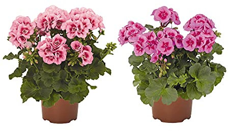 Geranio Pack de 2 Unidades de Geranios con Flor Plantas Naturales de Exterior e Interior