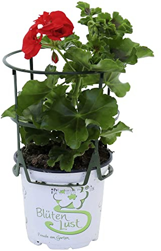 Planta de Geranio Enredadera Pelargonium Peltatum Natural la Elección Perfecta para Iluminar Cualquier Espacio Exterior