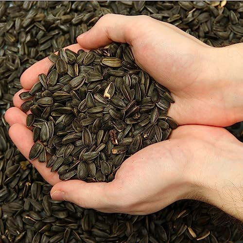 25 kg Schwarze Sonnenblumenkerne Winterfutter Vogelfutter Winter Wildvogel Ganzjahresfutter 25kg Neue Ernte
