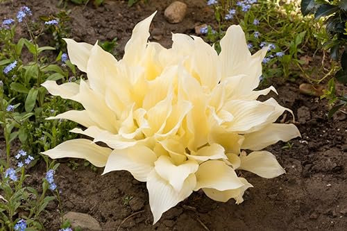 Lincolnshire Pond Plant Ltd - Hosta 'White Feather' - 1Ltr