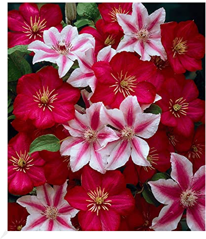 BALDUR Garten Clematis Nelly Moser & Ville de Lyon, 2 Pflanzen Klematis mehrjährige blühende Kletterpflanzen, winterhart, bienenfreundlich und schmetterlingsfreundlich, blühend, Clematis Hybride