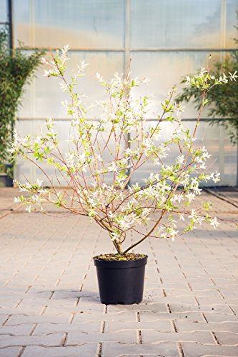 Salix integra 'Hakuro Nishiki' 60–100 cm – Winterhart, Mehrjährig, Pflegeleicht – Harlekinweide – Zierstrauch für Garten & Kübel