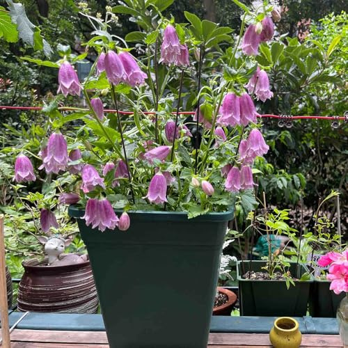 Semillas de campanilla - Campanula Medium plantas resistentes en maceta, plantas decorativas de semillas de flores, plantas de exterior Regalos para amantes de la jardinería, 500pcs