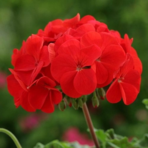Geranium Horizon Scarlet | Tray of 40 Plug Plants | Summer Flowering | Delivered Direct, Fresh from Nursery