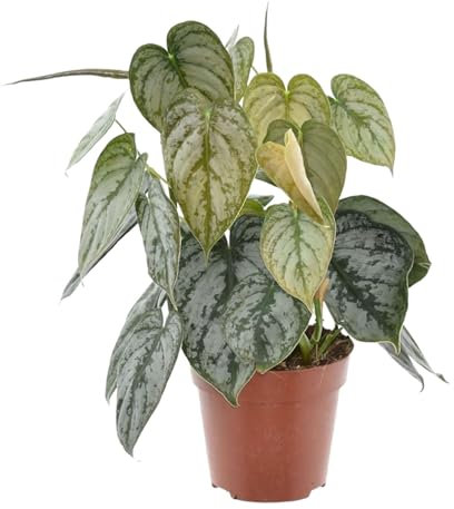 Philodendron Brandtianum