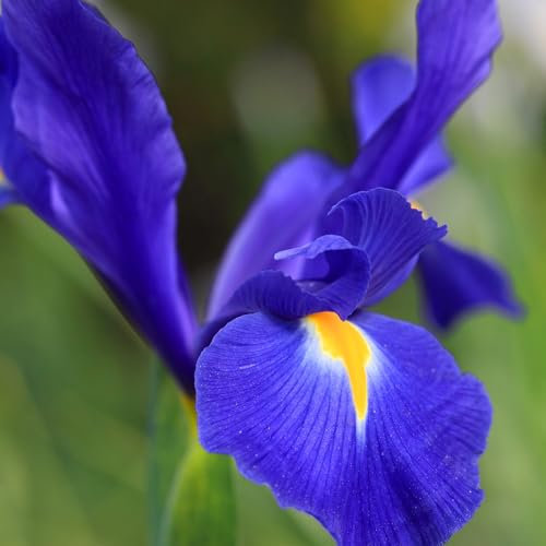 Carbeth Plants - 100 x Iris Telstar Summer Bulbs - Blue Yellow Summer Flowering Perennials - UK Hardy Low Maintenance Pollinator Friendly - Grow in Beds, Borders and Patio Pots