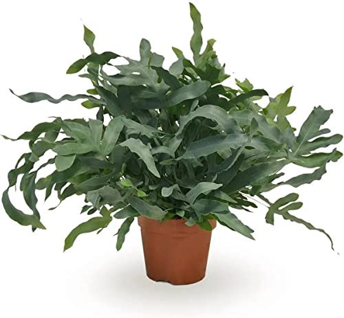 Helecho Phlebodium Blue Star DECOALIVE Planta Natural de Interior para Decorar el Hogar