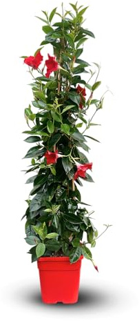 Attitude Jardin - Dipladenia pyramide - plante fleurie - 100-110 cm - ⌀ 17 cm - plante d'intérieur & extérieur - fleur rouge