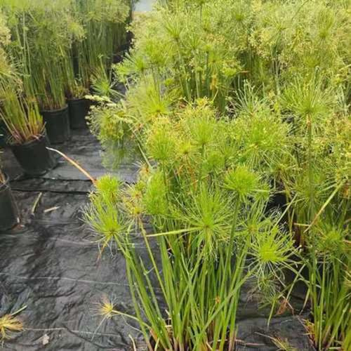 Cyperus papyrus - balkonpflanzen winterhart topfpflanzen zimmerpflanze bonzai grünpflanzen dachbegrünung büropflanzen pflanzensamen hochbeett gartenpflanzen balkongarten exotische 350samen