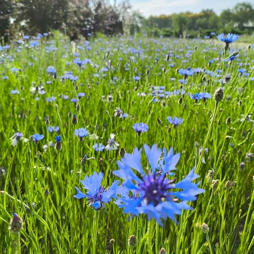 aciano - semillas de aciano de jardín semillas primavera, resistentes en macizo silvestres exóticas Decoraciones jardines exteriores, 900semillas