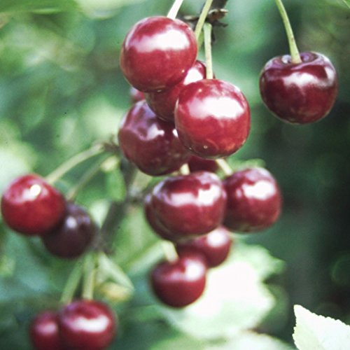 Grüner Garten Shop Ungarische Traubige, große, süße, wohlschmeckende Sauerkirsche, ca. 100-125 cm 3,5 Liter Topf