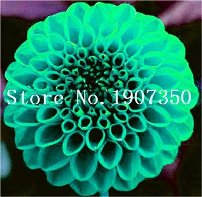 Graines De Fleurs De Dahlia Fraîches À Planter En Vert Paquet De 100 Graines