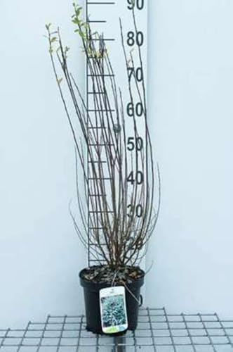 Salix repens - Weide 50-60 cm - Container
