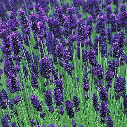 PREMIER SEEDS DIRECT - Lavender - Lavendula ANGUSTIFOLIA - HIDCOTE Blue - 0.4 GM ~ 375 Seeds