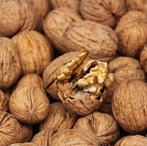 Chandler Walnuss veredelter Walnussbaum hoher Ertrag guter Geschmack robust 9,5 L Topfballen ca.130-170 cm