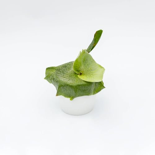 Vivai le Georgiche - Pianta vera di Platycerium superbum Platycerium grande Felce a corna di cervo - vaso Ø 12 cm - altezza alla vendita 0-5 cm