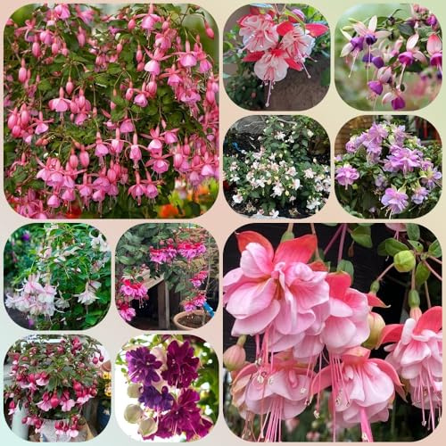 Fuchsien Hängend, blumendeko balkonpflanzen alte sorten garten gartendeko für draußen stauden winterhart mehrjährig blumensamen geschenke für gartenliebhaber 85Samen