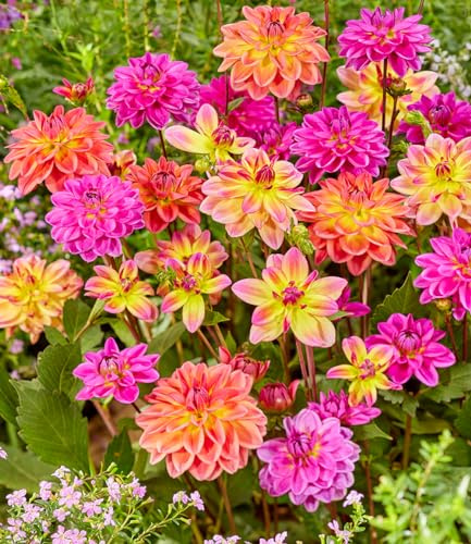 BALDUR Garten 3er Dahlien-Mix 'Pacific', Knollen in Größe I, Dahlia, berauschende Farbenpracht, lange Blütezeit im Beet & Kübel, mehrjährig, pflegeleicht, Schnittblume, Schmuck für Beet und Vase