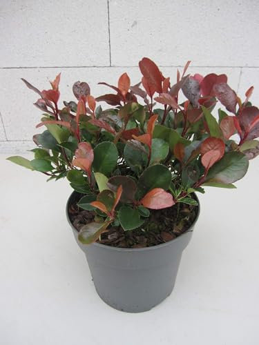Glanzmispel Little Fenna ® - Photinia fraseri Little Fenna ® - 25-30cm