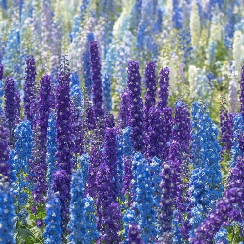 semillas de delphinium - semillas balcón jardín de perennes resistentes decoración balcones primavera espuela caballero 800pcs