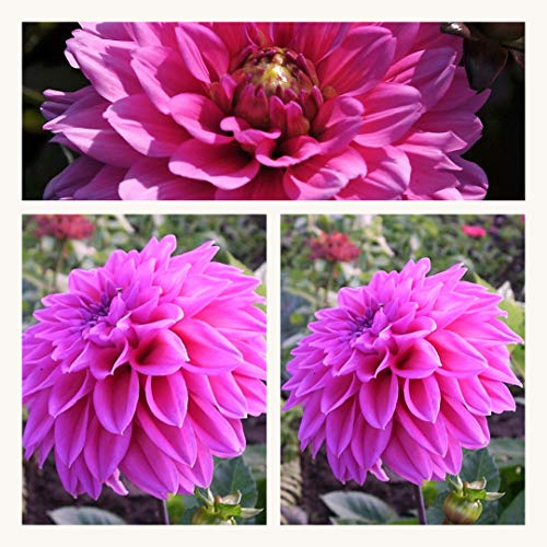 Dahlia Lavender Perfection x 1 Tubers. Dinnerplate Variety. Pink Summer Flowers.Grade I Tubers Easy to Grow