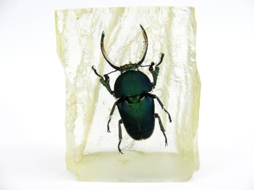 In Kunstharz gegossene Schmetterlinge, Insekten, Skorpione und mehr. Briefbeschwerer, Icemountain, nicht scharfkantig (Käfer selten)