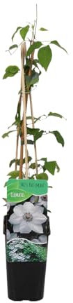 Bloomique - Clematis ‘Miss Bateman’ - Clematide - Bianca - Rampicante - Piante da giardino - Resistente al freddo - Alta 50-70 cm - Vaso 15 cm