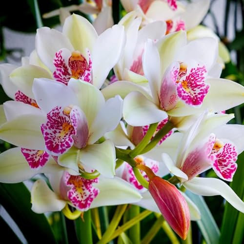 Cymbidium orchid bulbi,orchidea del cymbidium,cymbidium pianta vera,piante erbacee perenni,cymbidium planta,decorazione del giardino(non fiori artificiali,senza semi)-3 bulbi-E