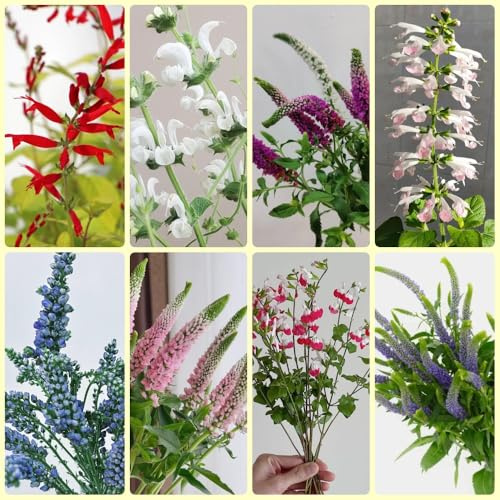 Semillas de salvia, productos sustentables Semillas de Salvia japonica, Las de jardín son perennes resistentes 400pcs