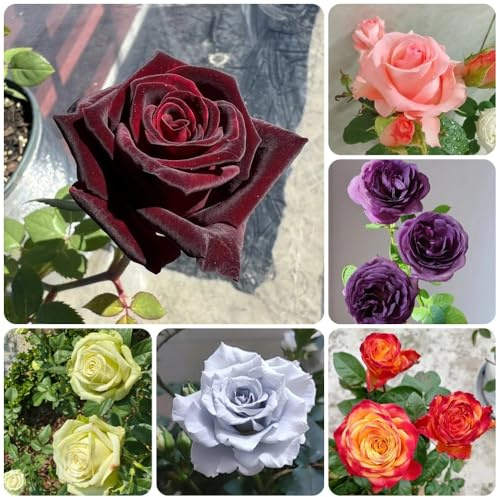 semillas de rosal, raras Semillas de rosa chinensis, decoración de sala de estar arbustos en resistentes de exterior resistentes de jardín perennes 300pcs