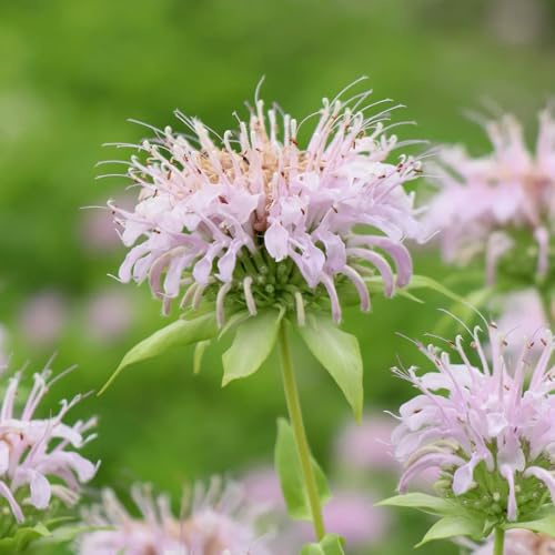 Semillas resistentes de ortiga india, silvestres, perennes de melisa para camas elevadas de jardín 300pcs