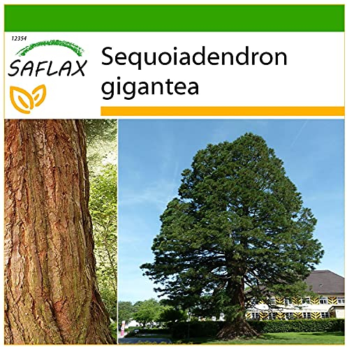 SAFLAX - Berg - Mammutbaum - 50 Samen - Mit keimfreiem Anzuchtsubstrat - Sequoiadendron gigantea
