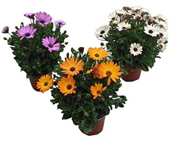 Set de 3 Plantas de Margarita Dimorfoteca con Flores para Terraza y Jardín